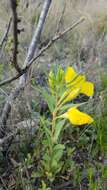 Oenothera tubicula Gray resmi