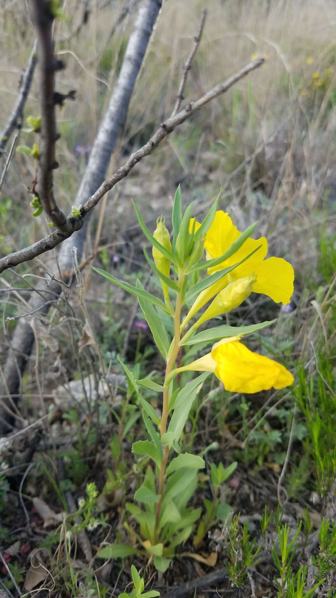 Oenothera tubicula Gray resmi