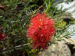 Image of Melaleuca fulgens R. Br.