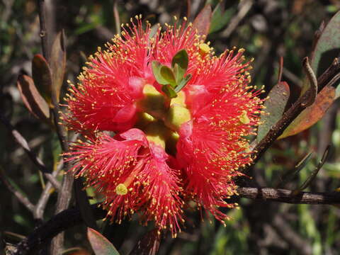 Image of Melaleuca fulgens R. Br.