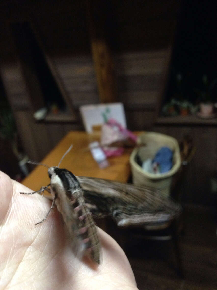 Sphinx constricta Butler 1885的圖片