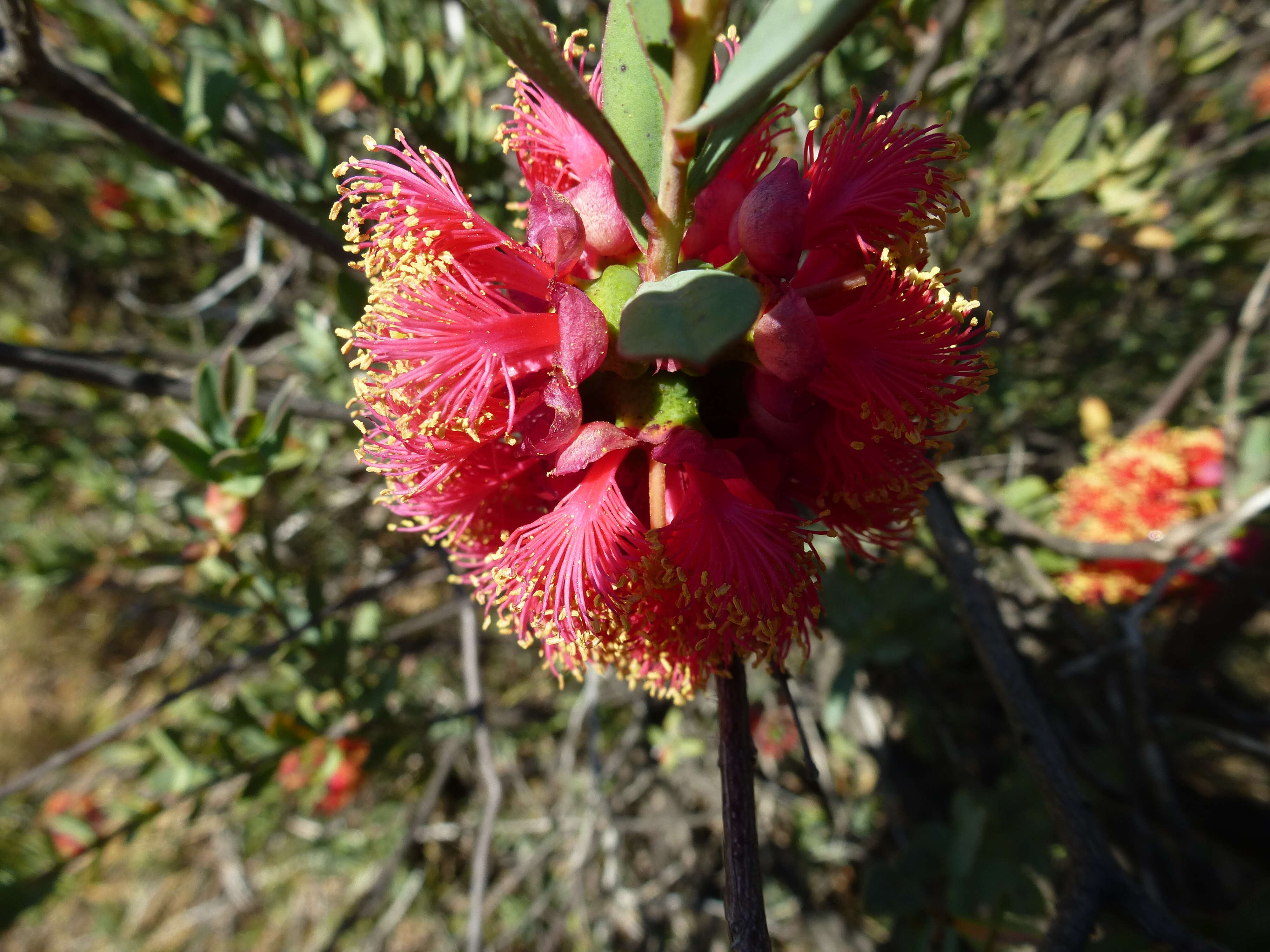 Image of Melaleuca fulgens R. Br.