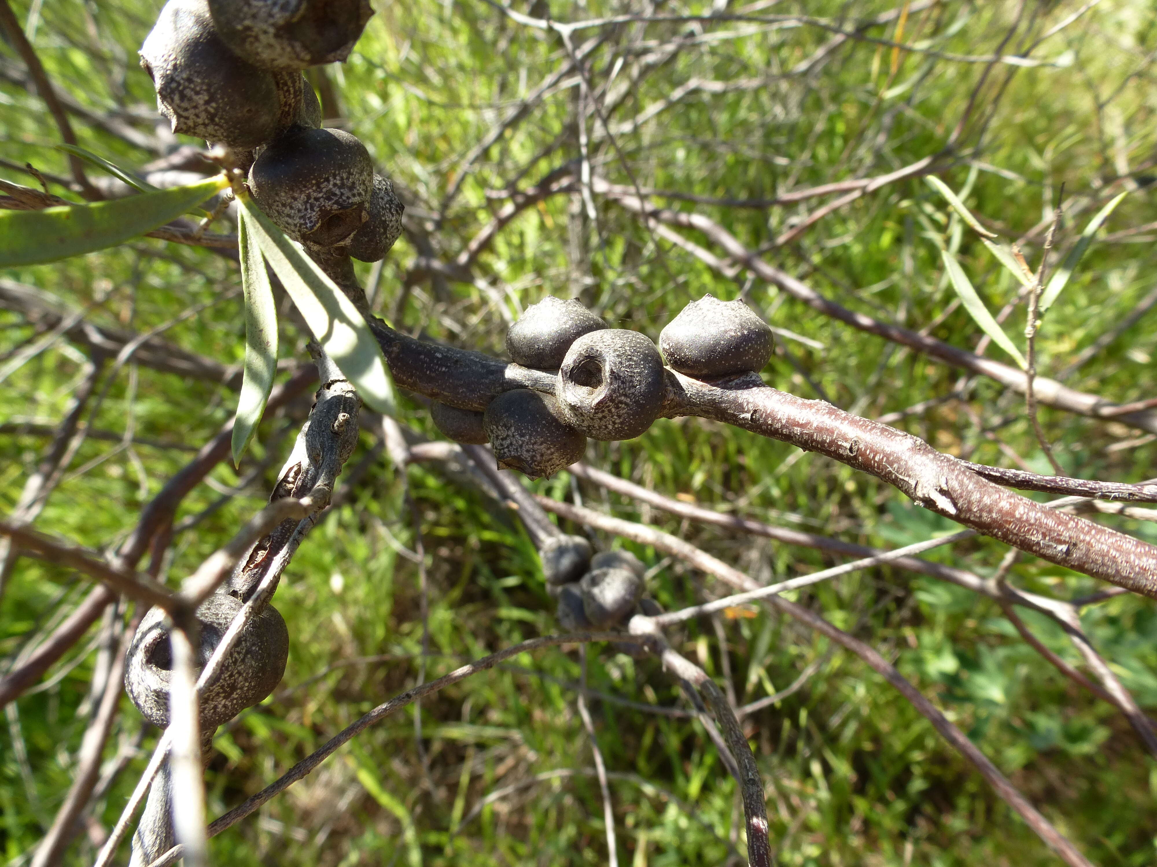 Image of Melaleuca fulgens R. Br.