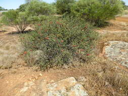 Image of Melaleuca fulgens R. Br.