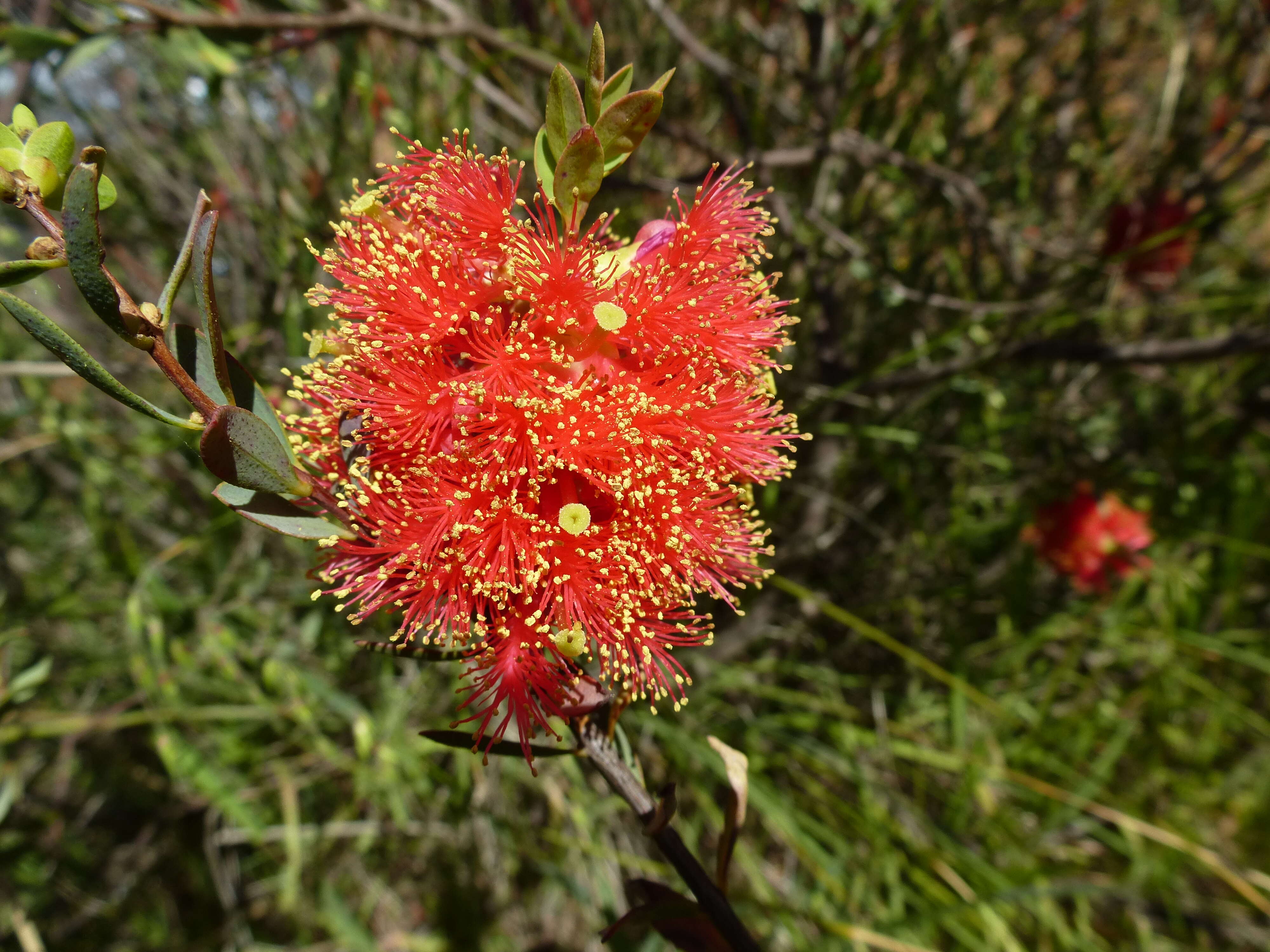 Image of Melaleuca fulgens R. Br.