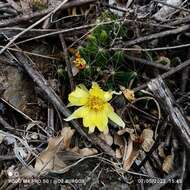 Image of Green-fruit Nipple Cactus