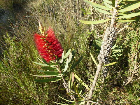 Image of Melaleuca glauca Domin