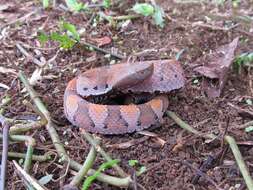 Image of Bothrocophias hyoprora (Amaral 1935)