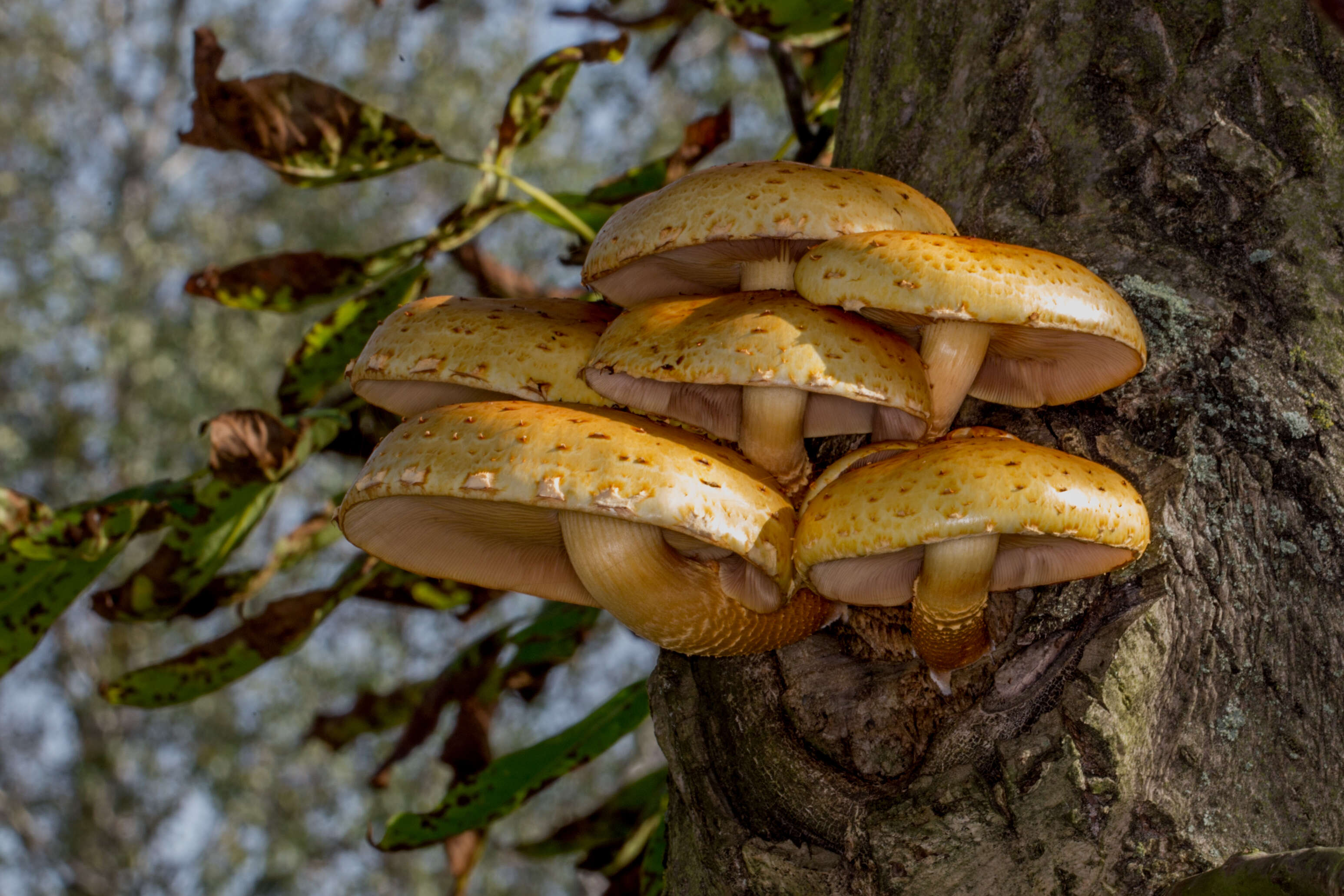 Plancia ëd Pholiota aurivella (Batsch) P. Kumm. 1871