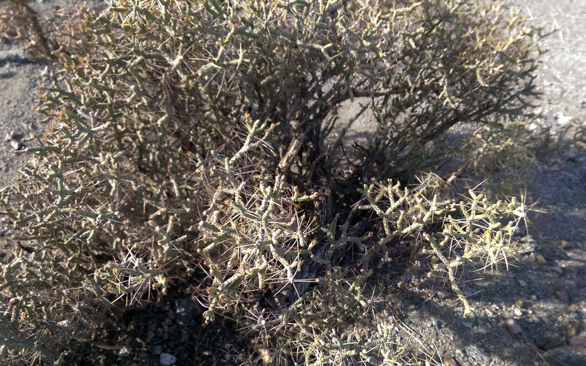 Image of branched pencil cholla