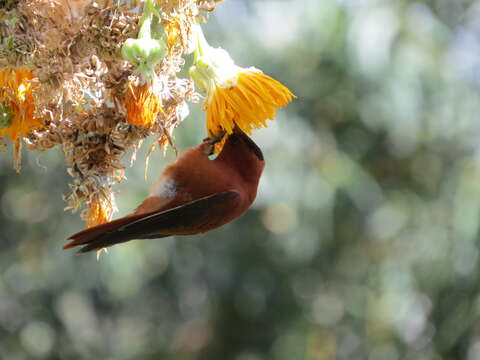 Image of Juan Fernandez Firecrown