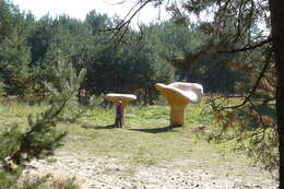 Image of Red Pine Mushroom