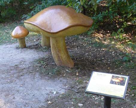 Image of Suillus grevillei (Klotzsch) Singer 1945