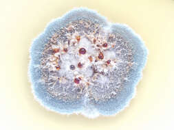 Image of Penicillium