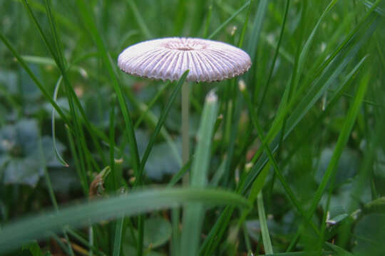 Image of Marasmius rotula (Scop.) Fr. 1838