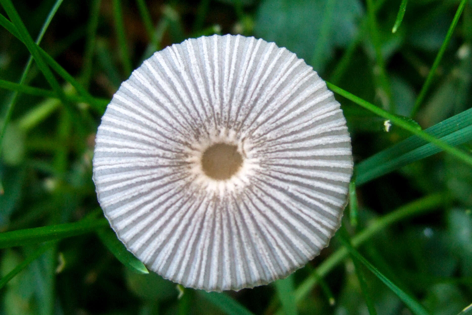 Image de Marasme petite roue