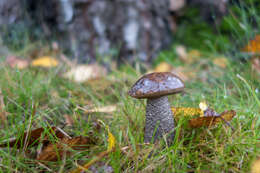 Image of Leccinum scabrum (Bull.) Gray 1821