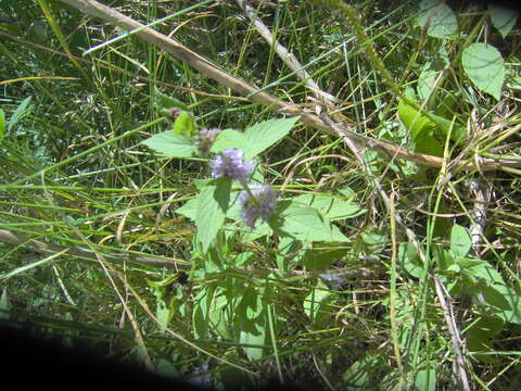 Image of Mentha canadensis L.