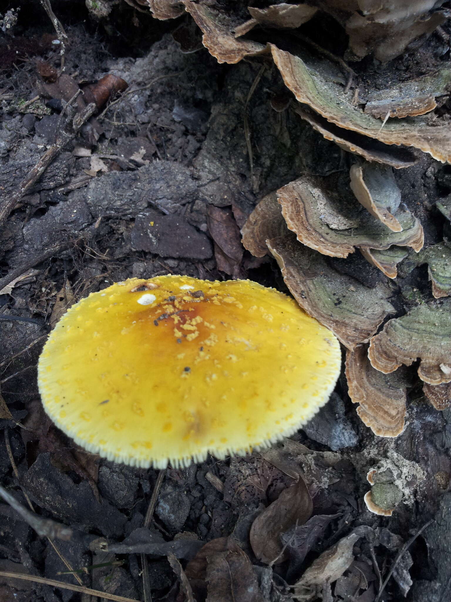 Image of Amanita flavoconia G. F. Atk. 1902