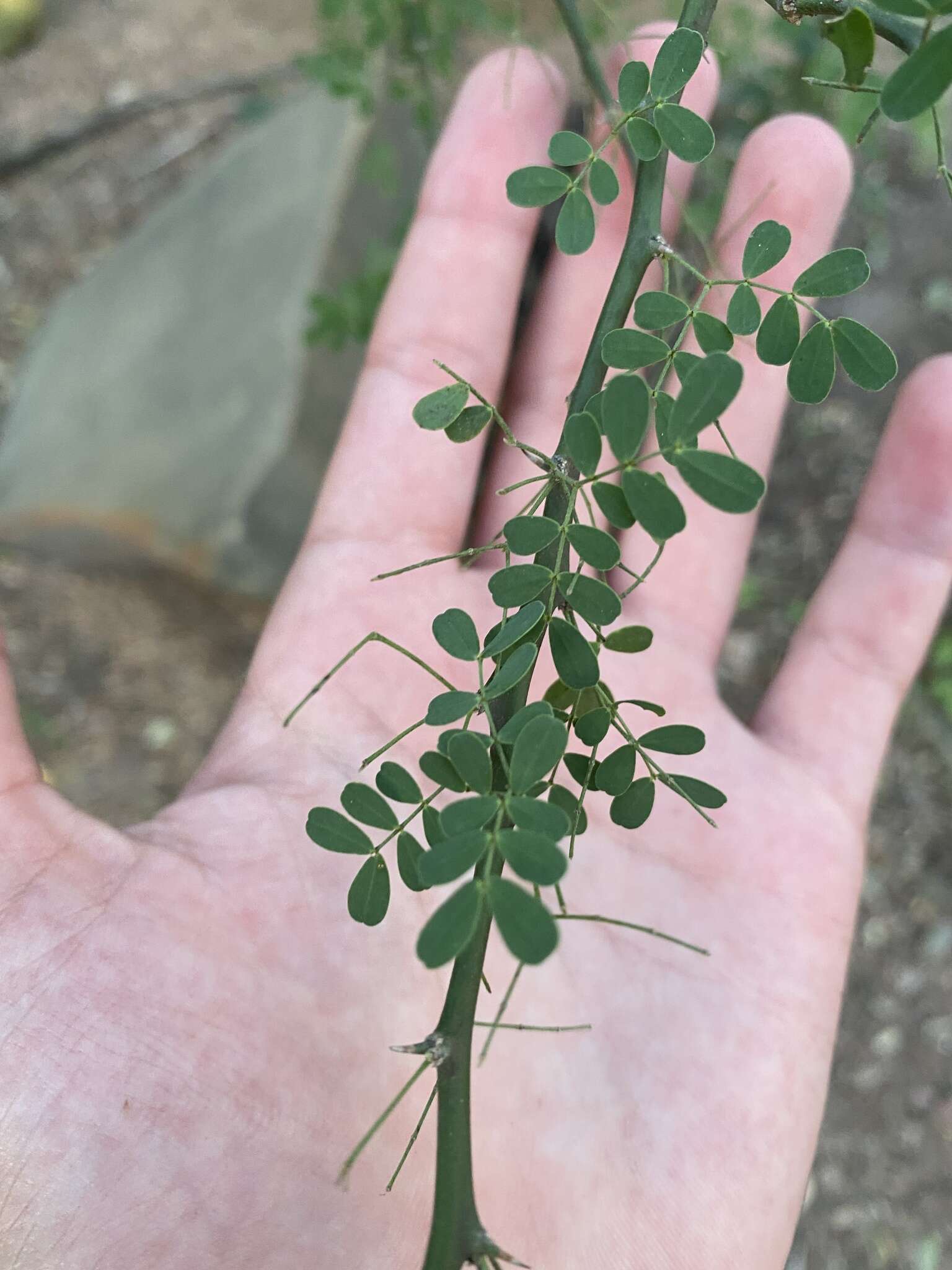 Image of Texas paloverde