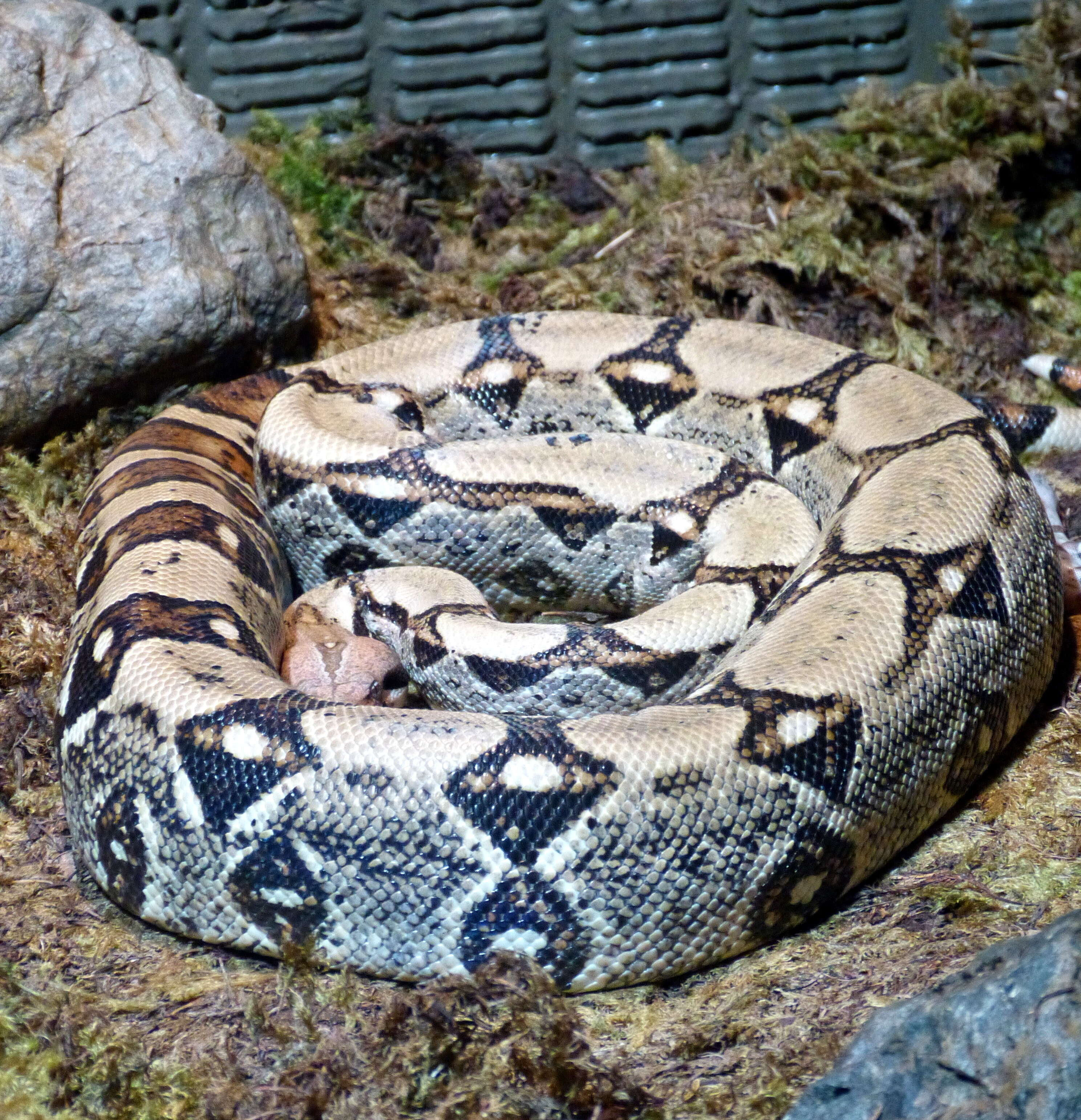 Boa constrictor Linnaeus 1758 resmi