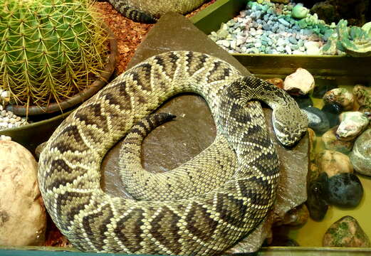 Image of Western Diamond-backed Rattlesnake