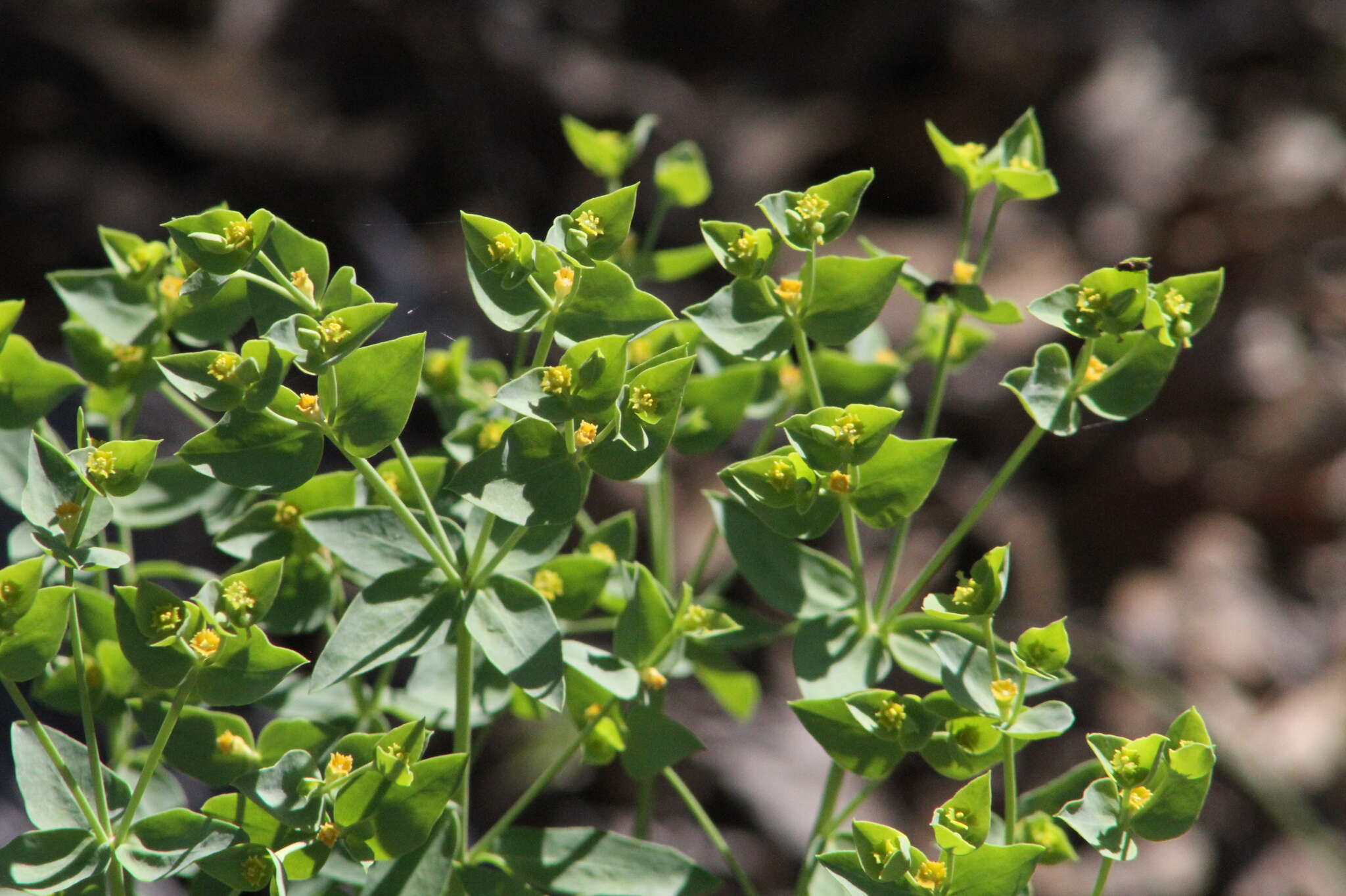 Image de Euphorbia brachycera Engelm.