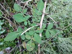 Image of Commerson's nightshade