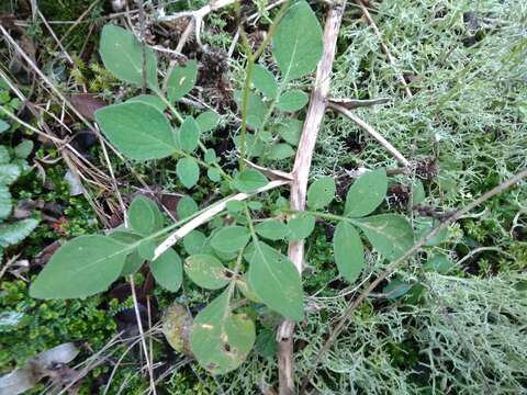 Imagem de Solanum commersonii Dun. ex Poir.