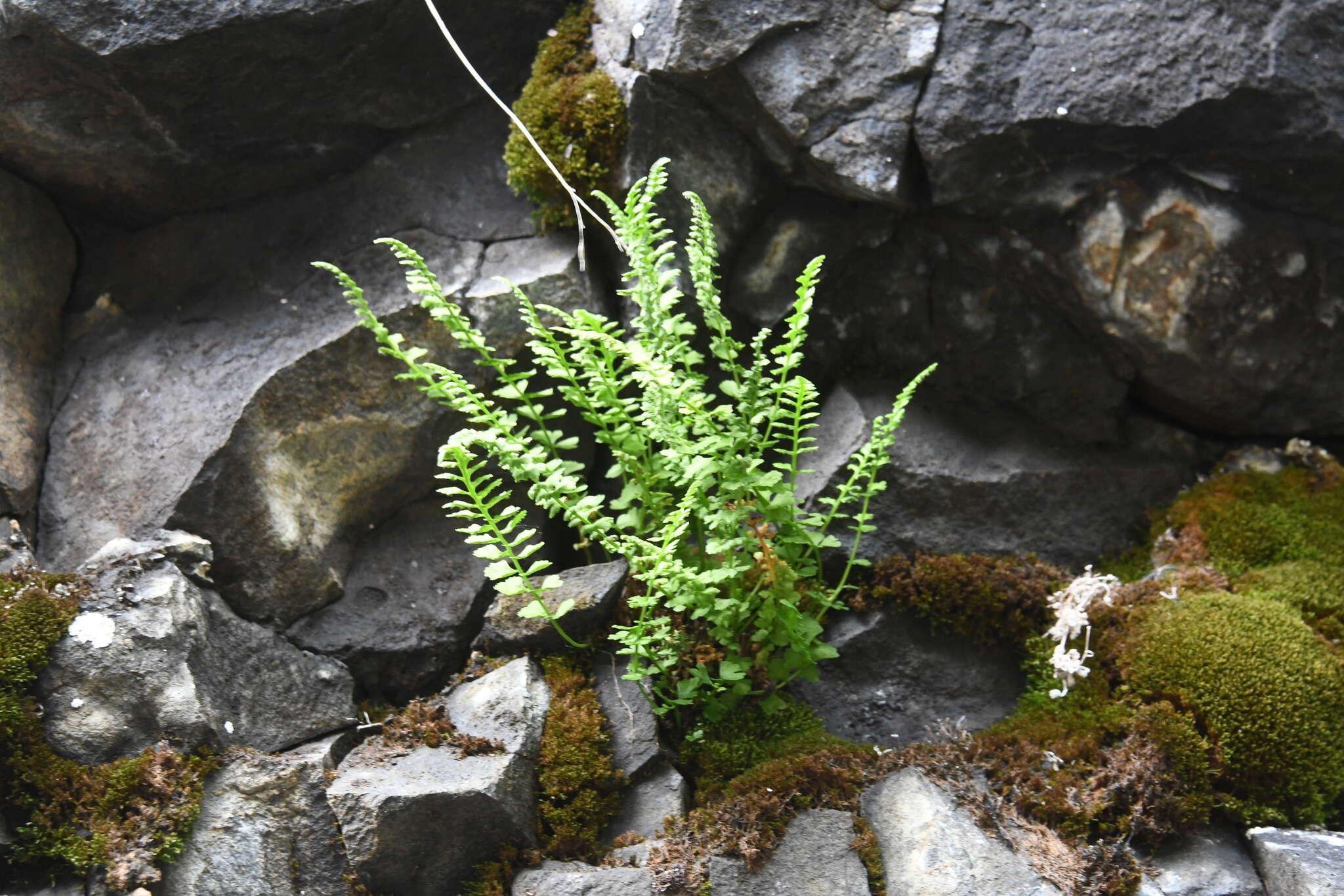 Image of smooth woodsia