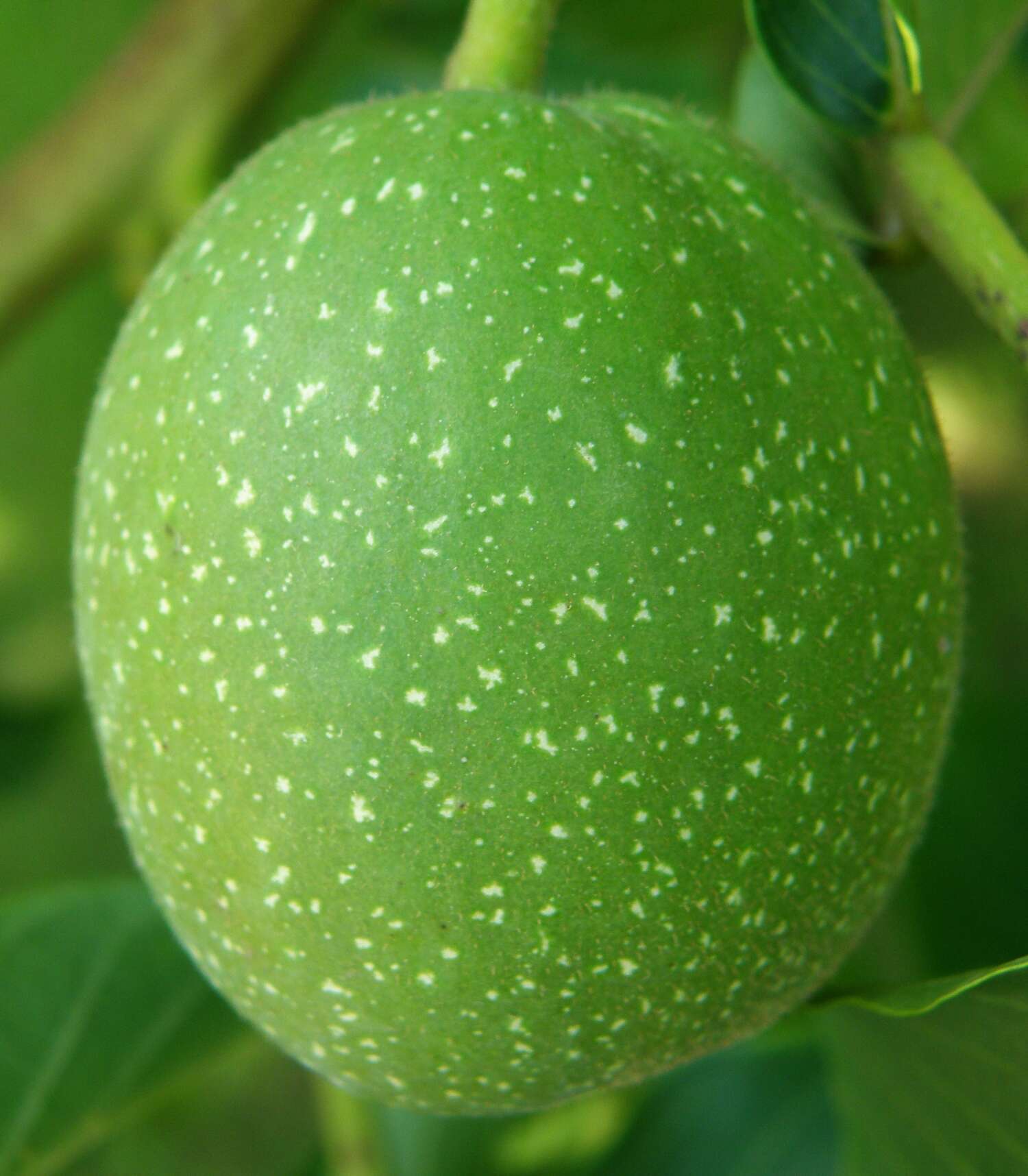 Image of Common walnut