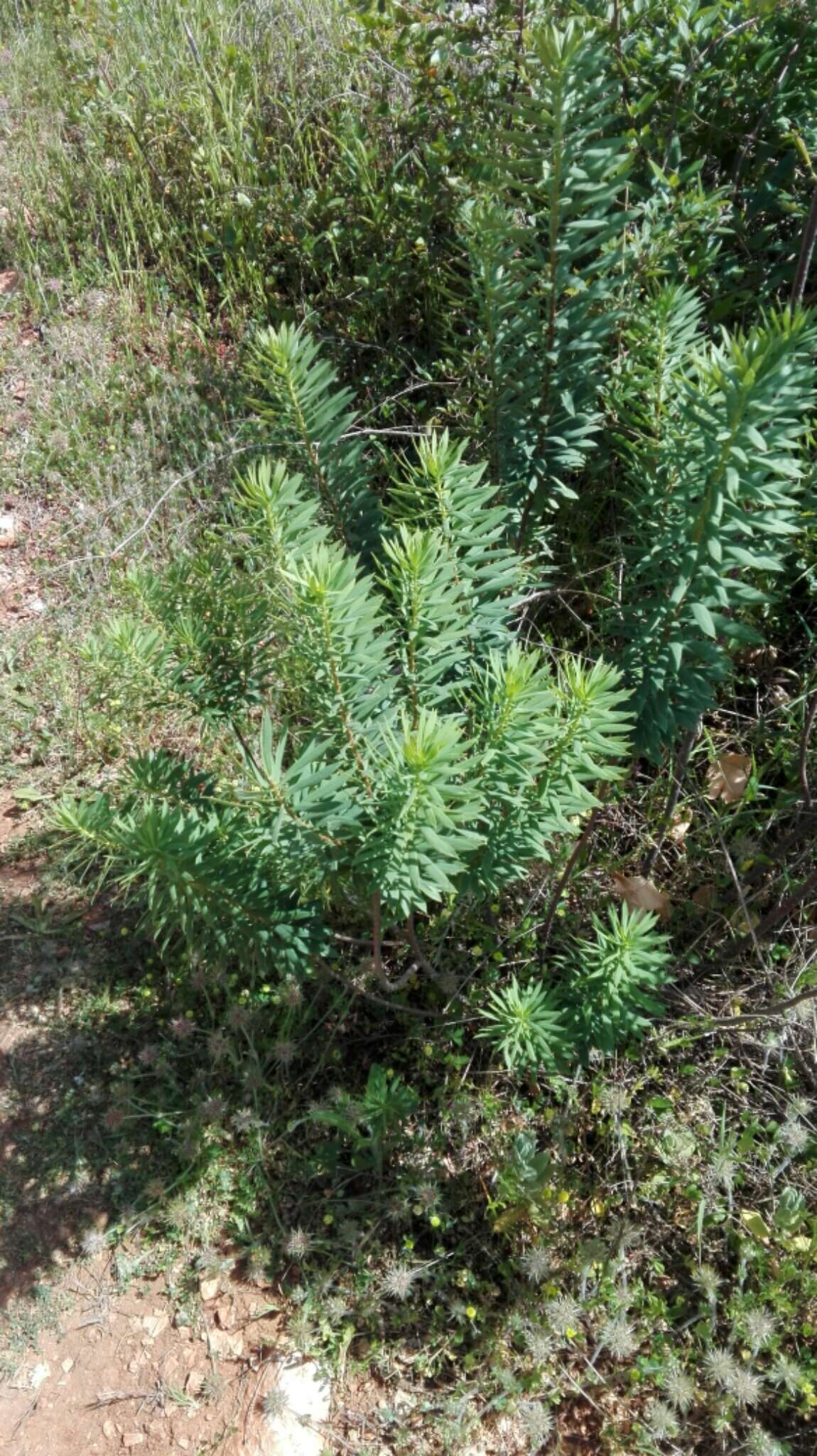 Image of Flax-Leaved Daphne