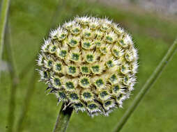 Cephalaria alpina (L.) Schrad. resmi