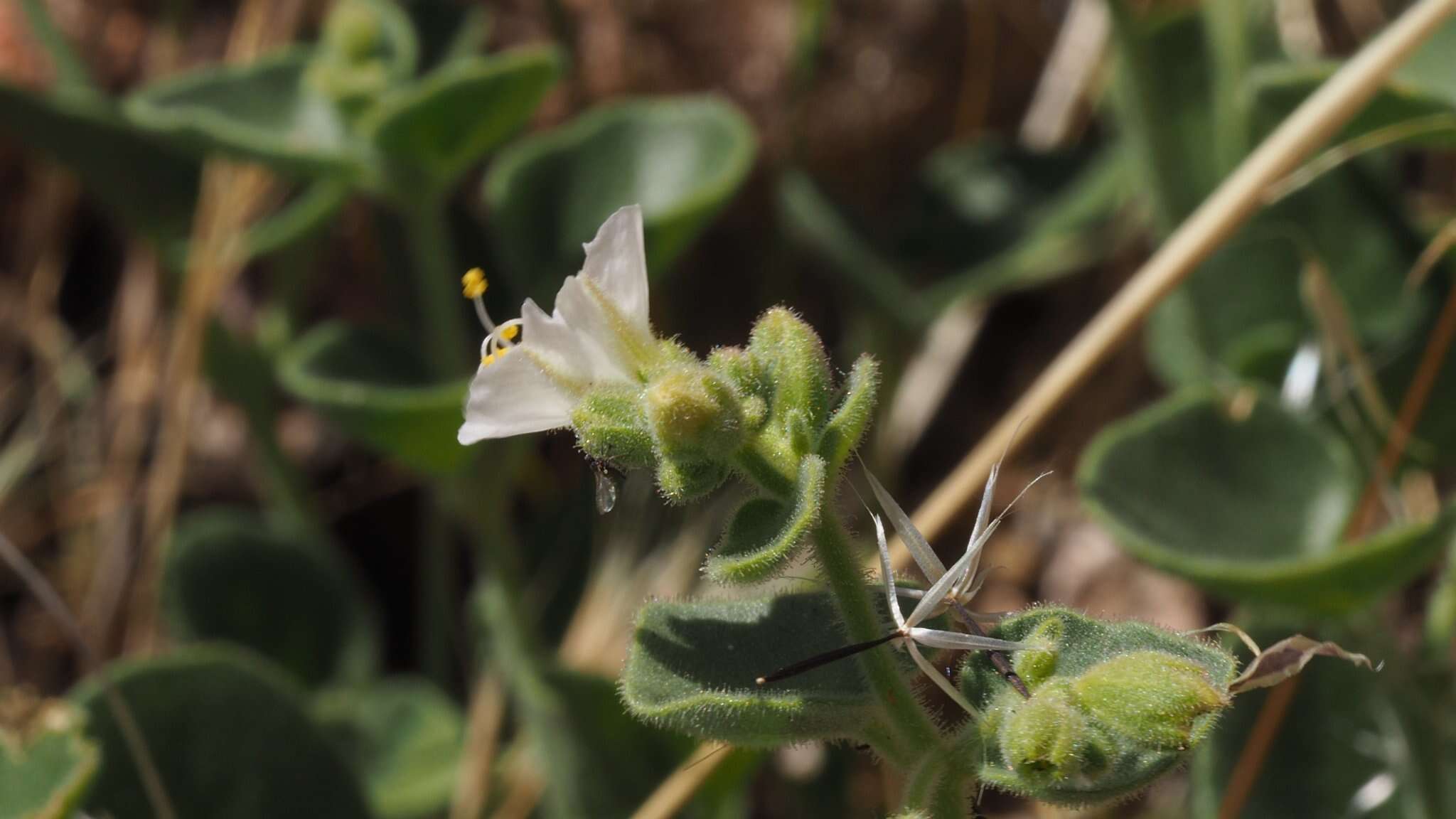 Слика од Mirabilis laevis var. villosa (Kellogg) Spellenberg