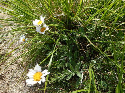 Слика од Leucanthemum heterophyllum (Willd.) DC.