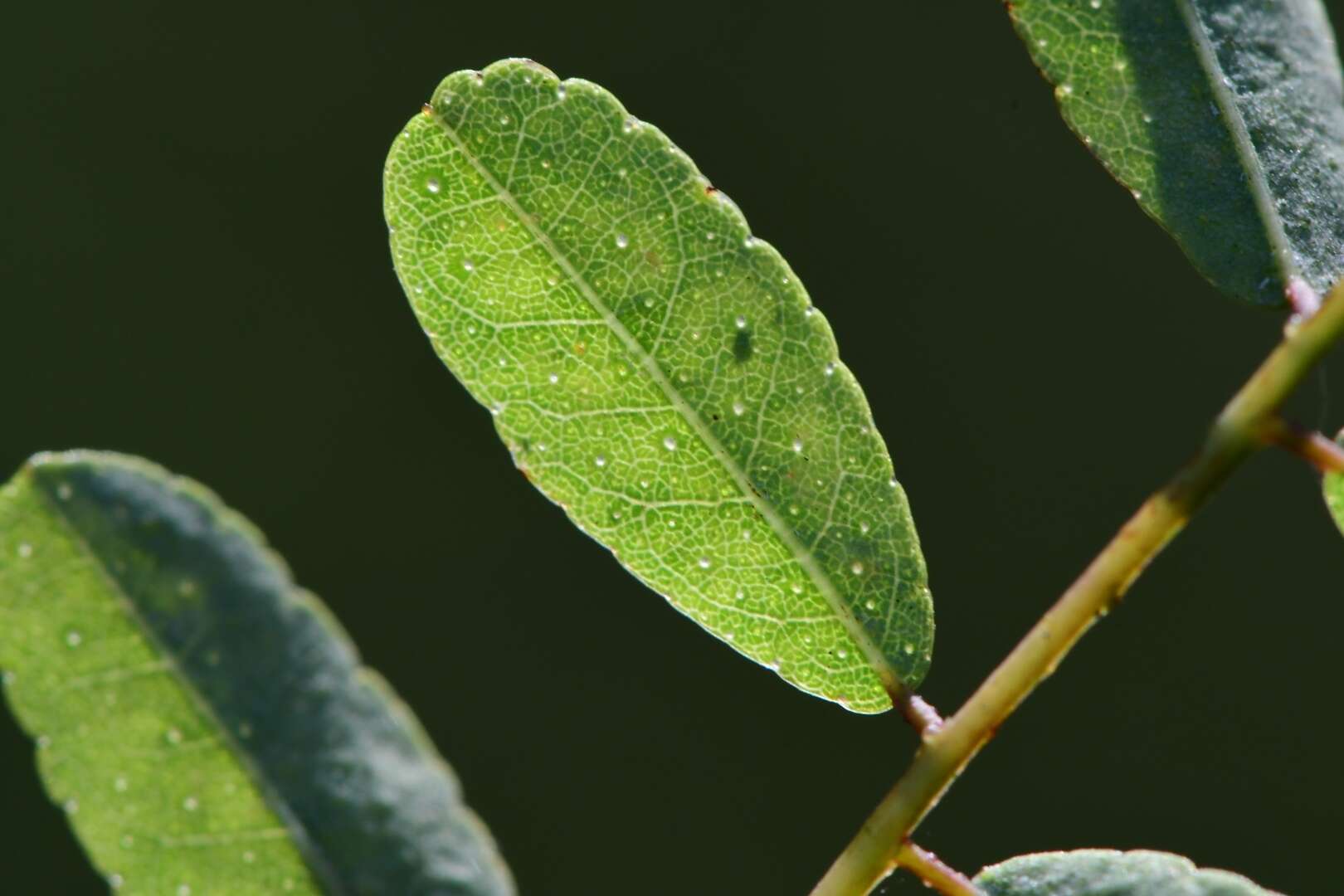 Image of clusterspike false indigo