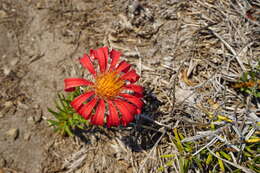 Image of Mutisia subulata rosmarinifolia (P. & E.) Cabrera