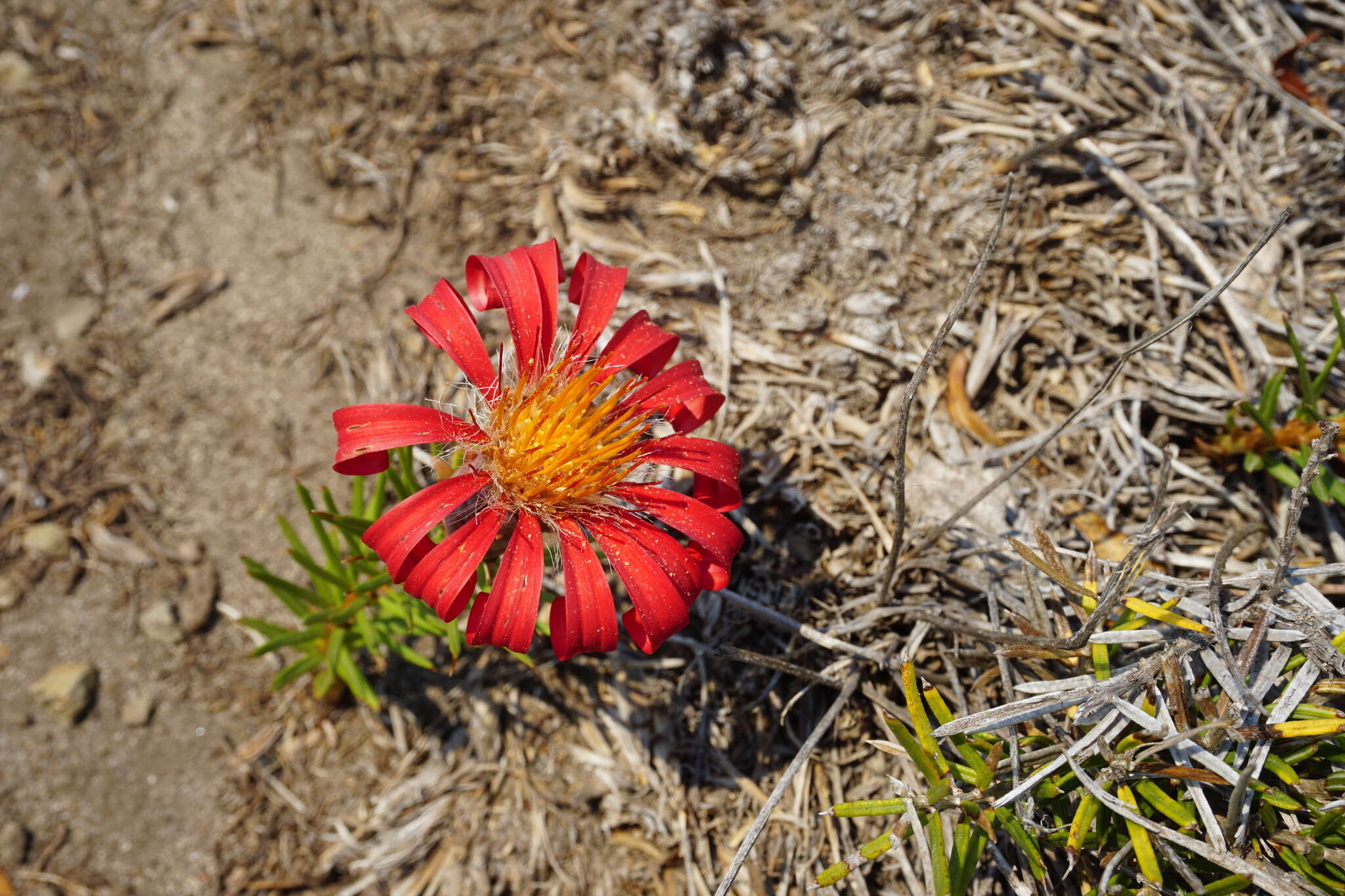 Image of Mutisia subulata rosmarinifolia (P. & E.) Cabrera