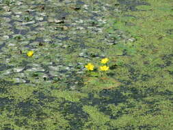 Image of yellow floatingheart