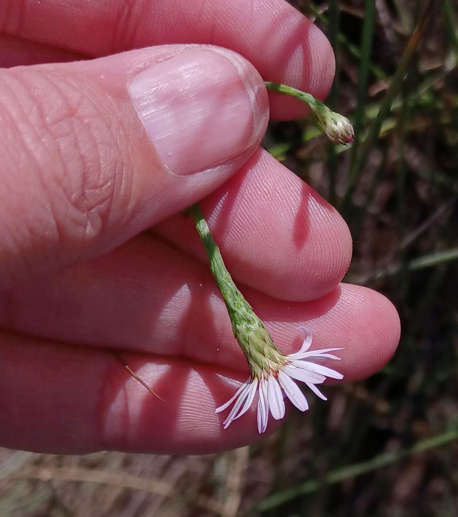 Sivun Symphyotrichum tenuifolium (L.) G. L. Nesom kuva