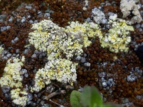 صورة Fulgensia fulgens (Sw.) Elenkin