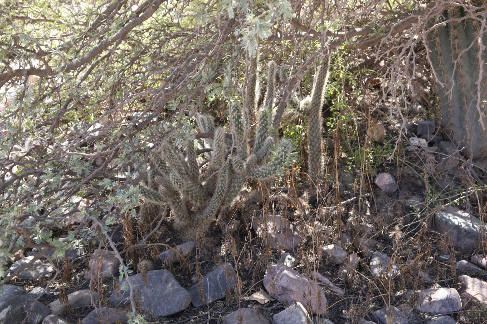 Image of Austrocylindropuntia shaferi (Britton & Rose) Backeb.