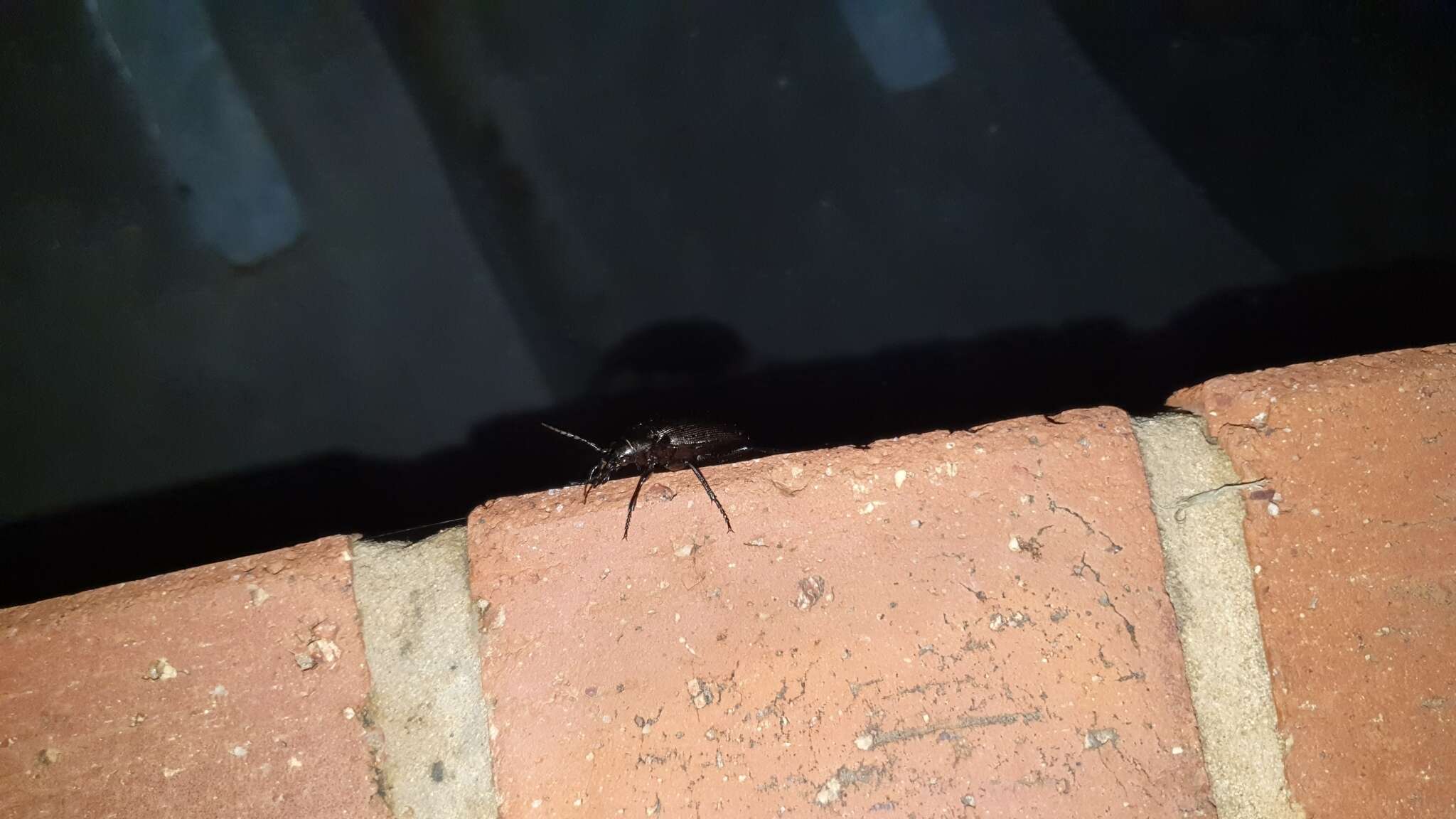 Calosoma (Campalita) chlorostictum Dejean 1831 resmi