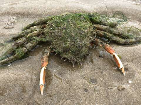 Image of Atlantic spider crab