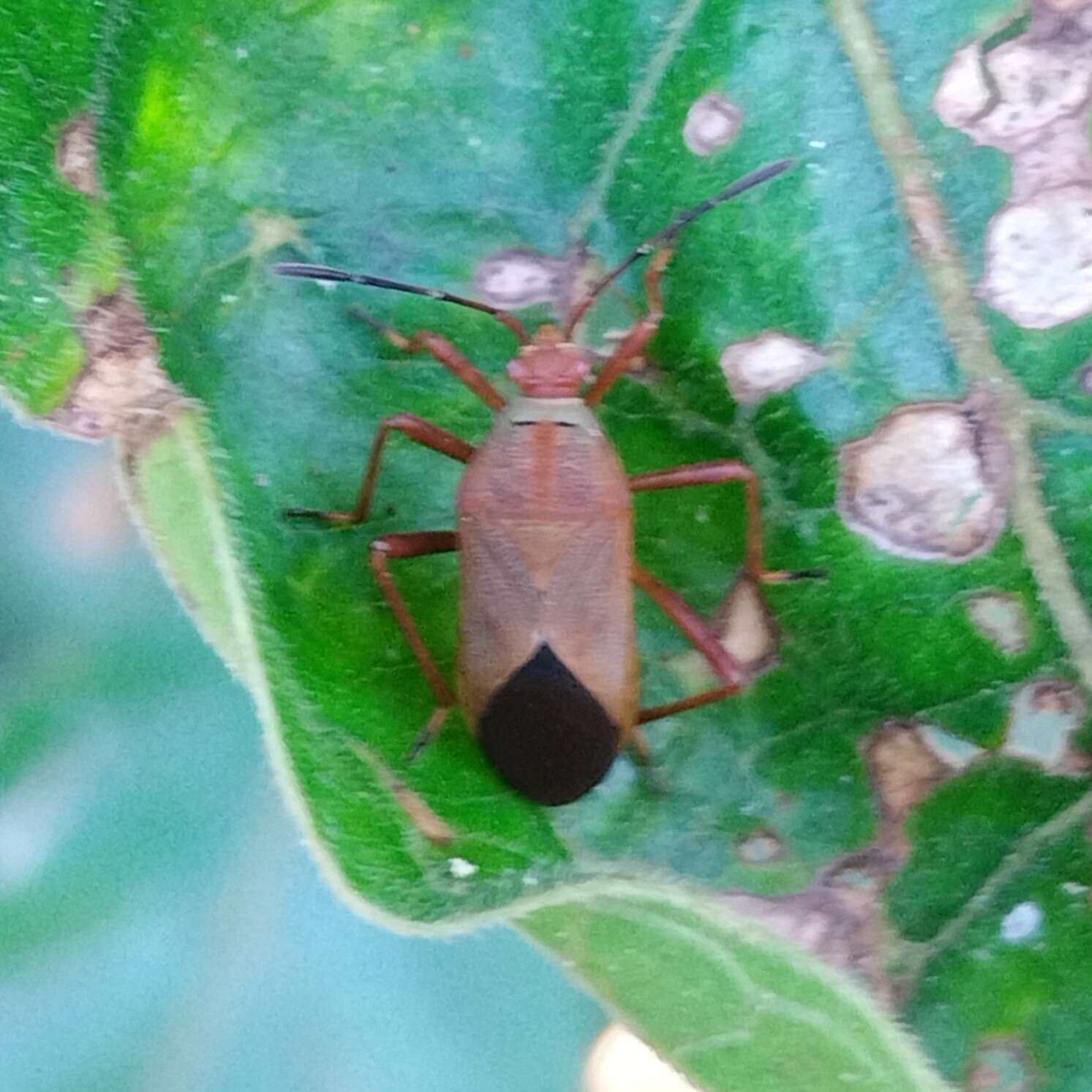 Image de Hypselonotus orientalis Brailovsky 1993