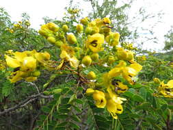 Senna polyantha (Collad.) H. S. Irwin & Barneby resmi