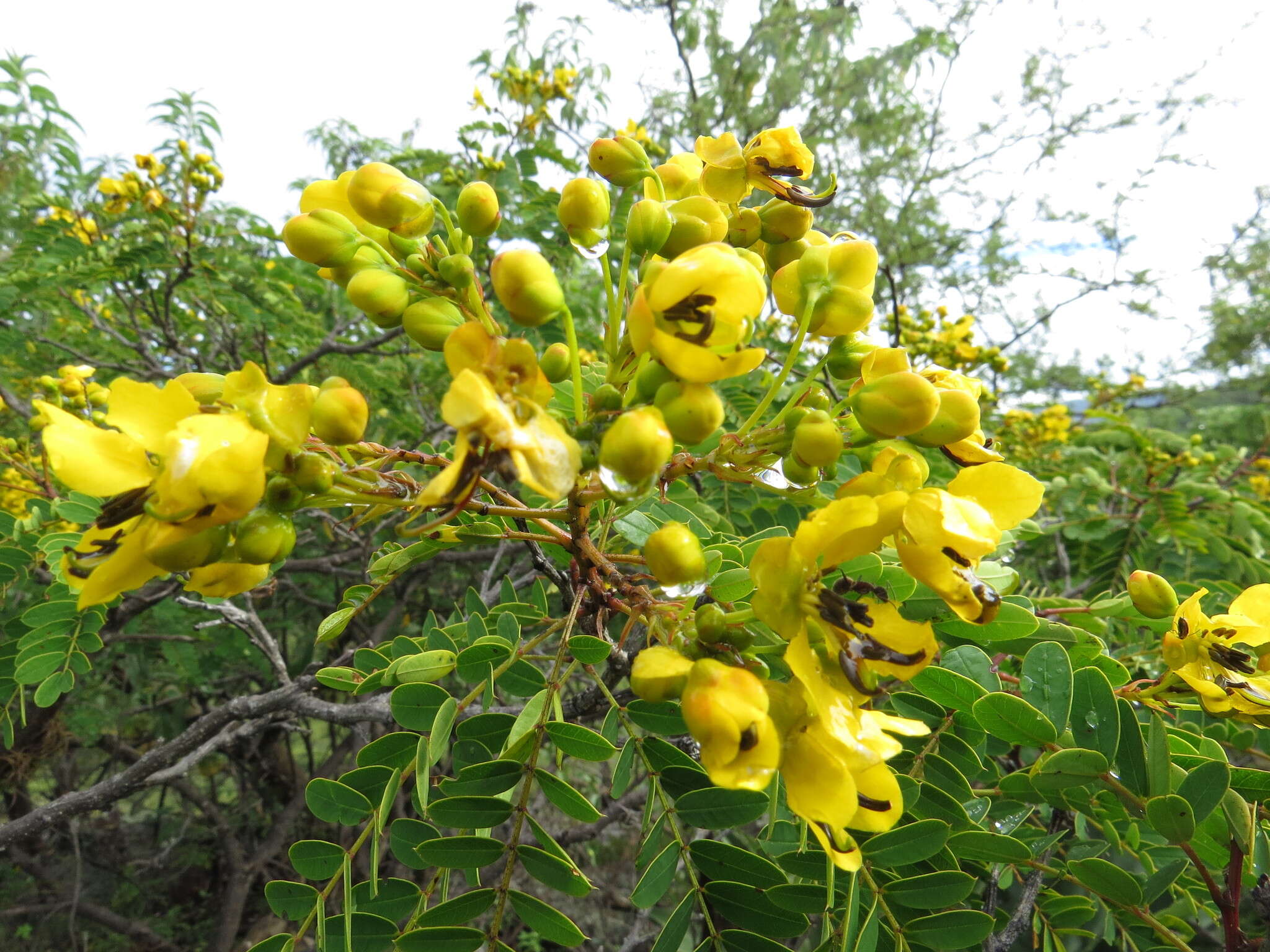 Senna polyantha (Collad.) H. S. Irwin & Barneby resmi