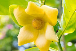 Image of Uvaria grandiflora var. flava (Teijsm. & Binn. ex Miq.) Scheff.