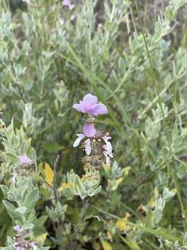 Image of Syncolostemon elliottii (Baker) D. F. Otieno