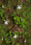 Imagem de Lobelia angulata G. Forst.